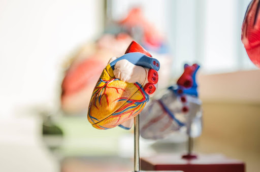 Close-up of an anatomical model of the human heart