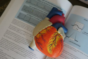 An anatomical model of a human heart, sitting on top of a medical textbook