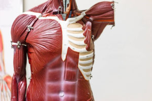 An anatomical model of the human torso showing detailed muscle structure