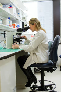 A medical researcher examining donated human tissue under a microscope