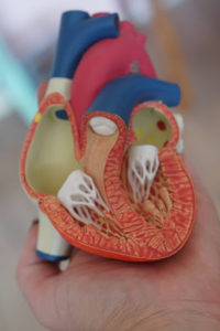 Close-up of an anatomical model of a human heart